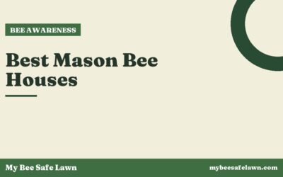 Best Mason Bee Houses