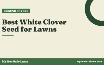 Best White Clover Seed for Lawns