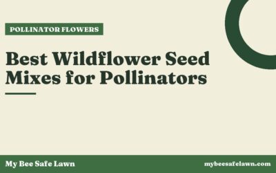Best Wildflower Seed Mixes for Pollinators