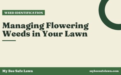 Managing Flowering Weeds in Your Lawn