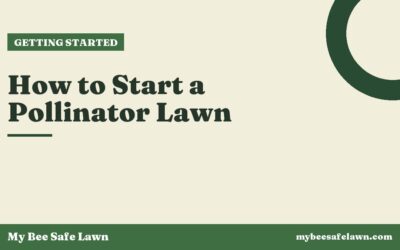 How to Start a Pollinator Lawn