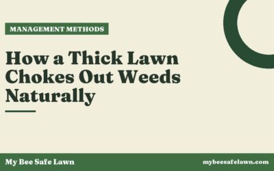 How a Thick Lawn Chokes Out Weeds Naturally