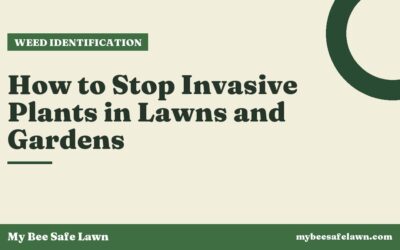 How to Stop Invasive Plants in Lawns and Gardens