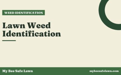 Lawn Weed Identification