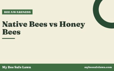 Native Bees vs Honey Bees