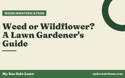 Weed or Wildflower? A Lawn Gardener’s Guide
